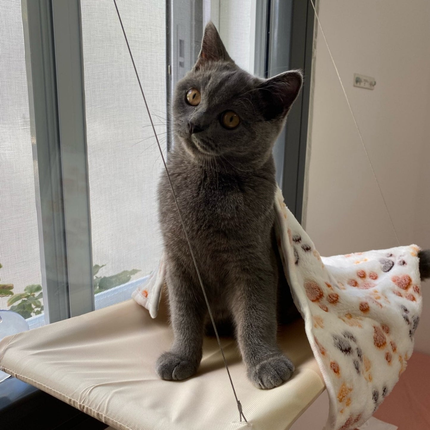 Cama suspensa para gato
