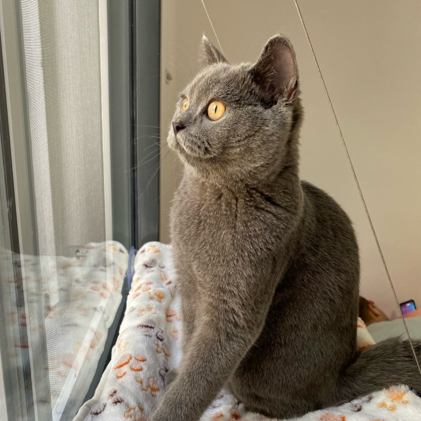 Cama suspensa para gato