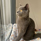 suspended cat bed